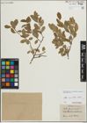 Foto von Salix myrsinifolia Salisb.